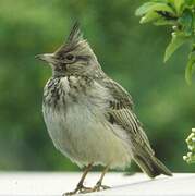 Crested Lark