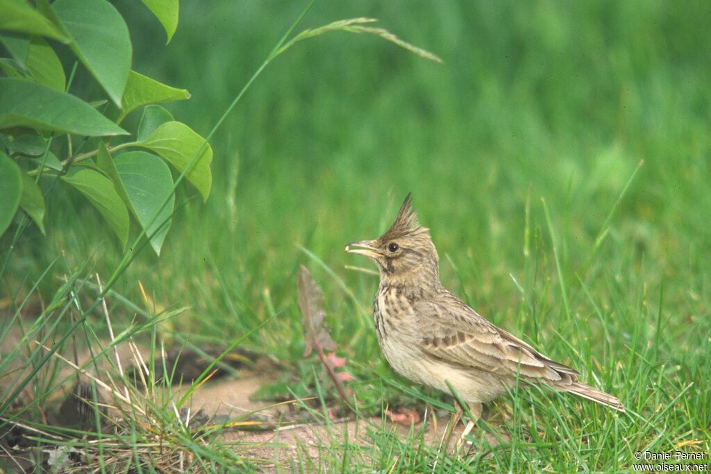 Crested Larkadult, Reproduction-nesting