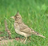 Crested Lark