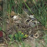 Crested Lark