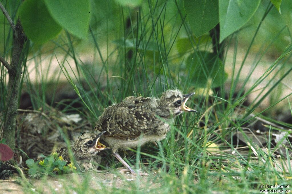 Crested LarkPoussin, Reproduction-nesting, Behaviour