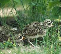 Crested Lark