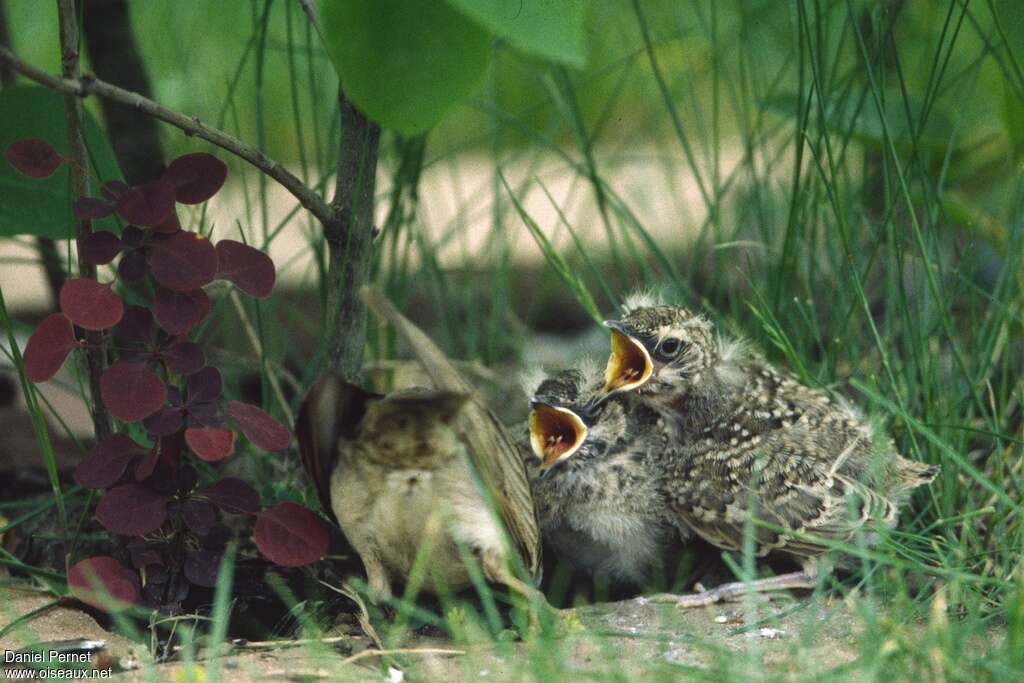 Crested LarkPoussin, identification, Reproduction-nesting, Behaviour