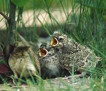 Crested Lark