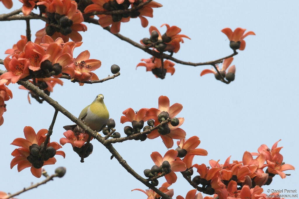 Yellow-footed Green Pigeonadult, habitat