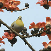 Yellow-footed Green Pigeon