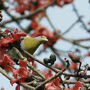 Yellow-footed Green Pigeon