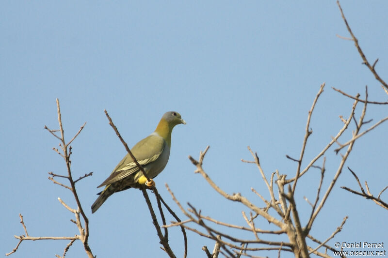 Yellow-footed Green Pigeonadult