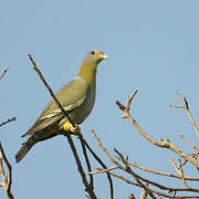 Yellow-footed Green Pigeon