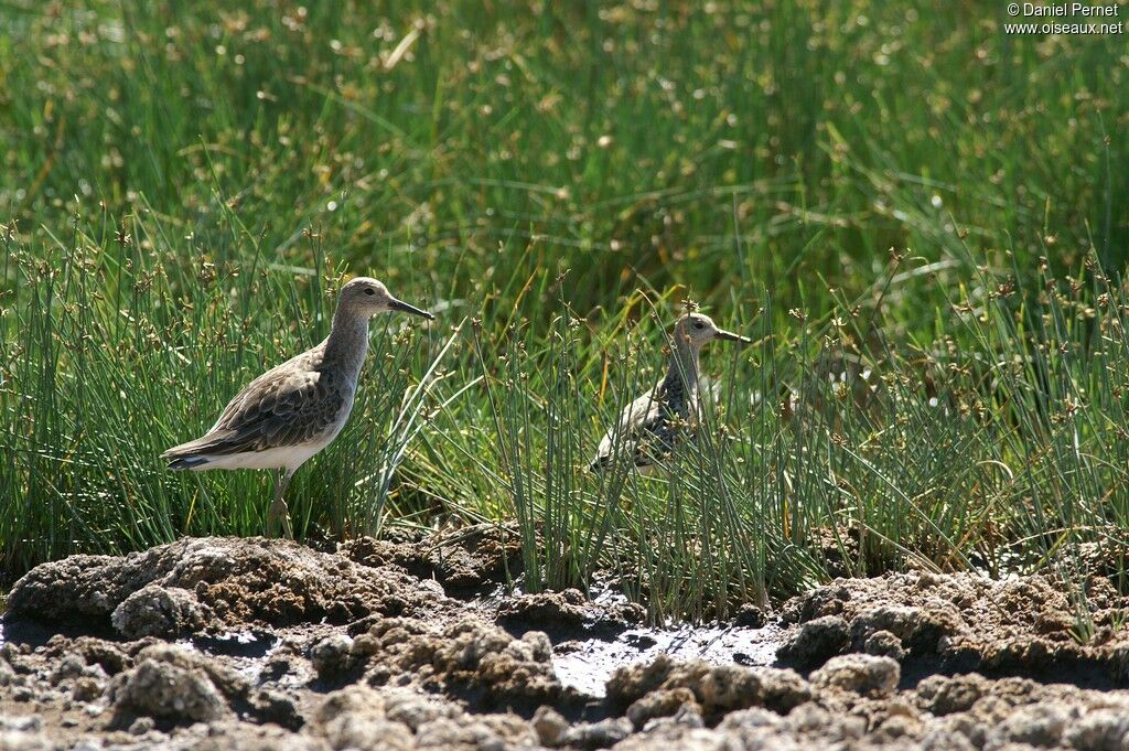 Combattant variéadulte internuptial, identification