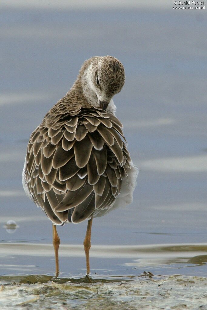 Ruffadult post breeding, identification