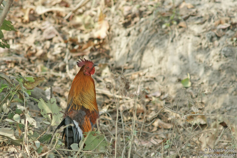 Red Junglefowladult, identification, habitat, walking