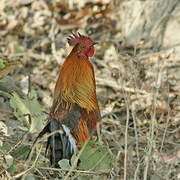 Red Junglefowl