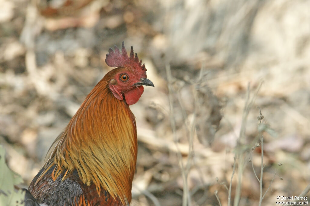 Coq bankivaadulte, portrait