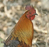 Red Junglefowl