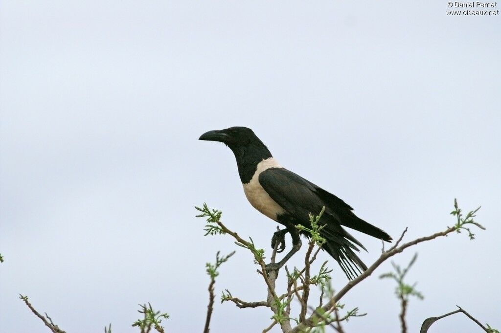 Pied Crowadult, identification