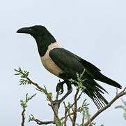 Pied Crow