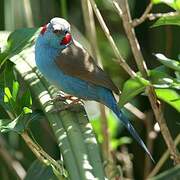 Red-cheeked Cordon-bleu