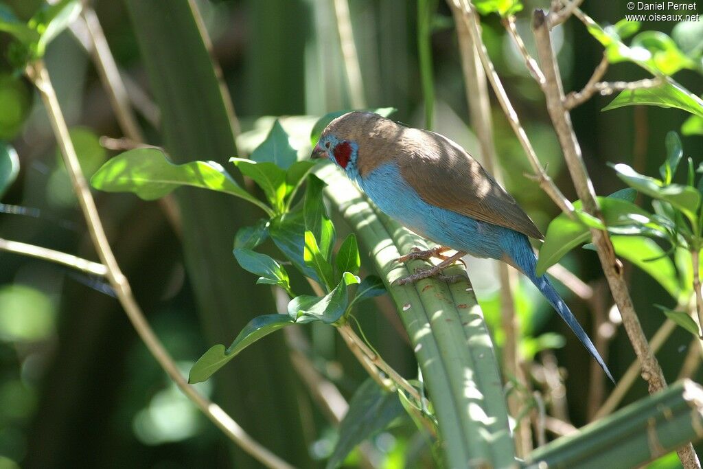 Red-cheeked Cordon-bleuadult, identification