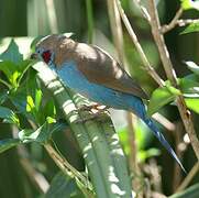 Red-cheeked Cordon-bleu