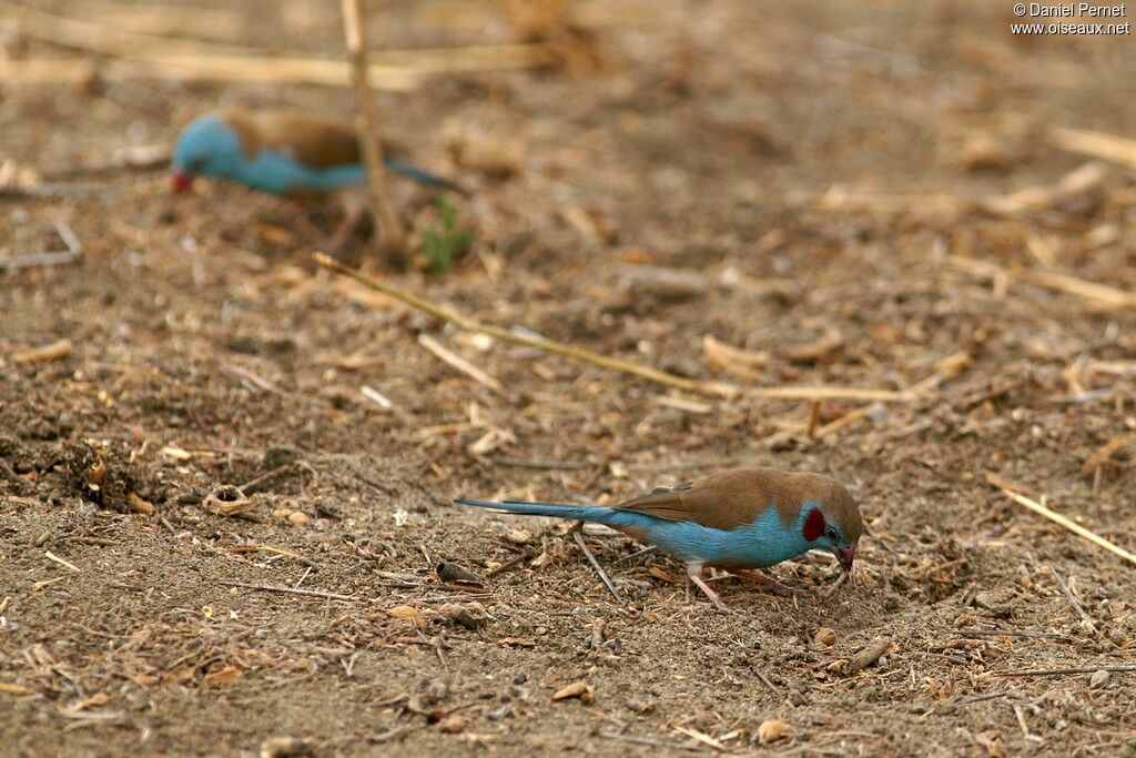 Red-cheeked Cordon-bleuadult, Behaviour