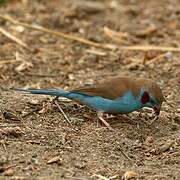 Cordonbleu à joues rouges