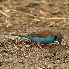 Cordonbleu à joues rouges