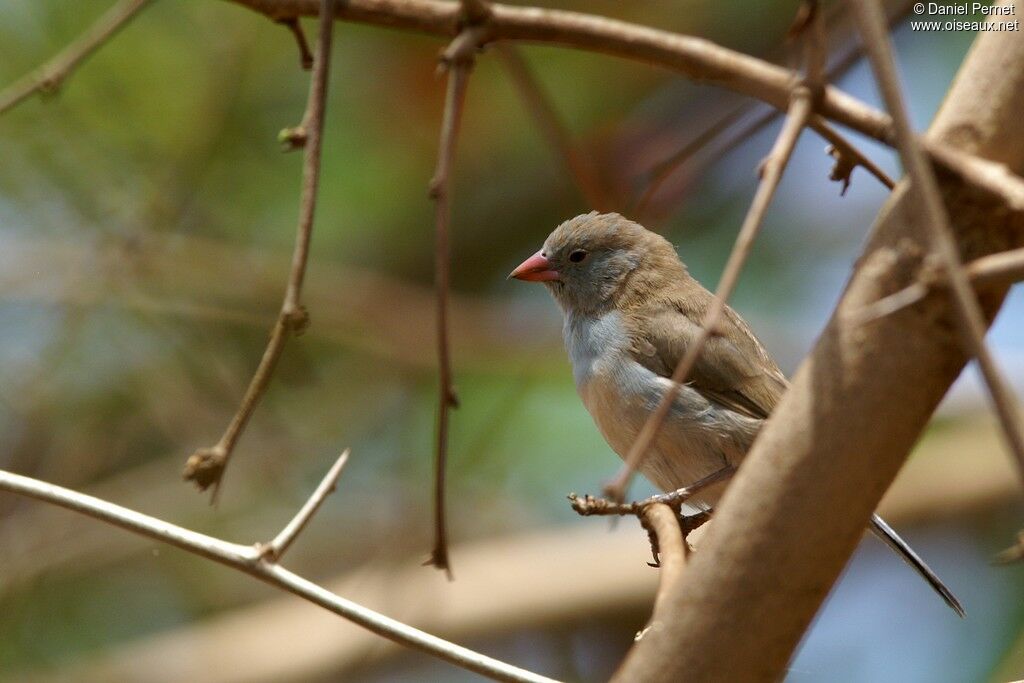 Red-cheeked Cordon-bleuimmature, identification