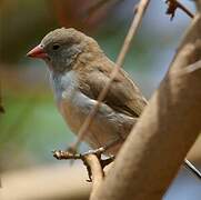 Red-cheeked Cordon-bleu