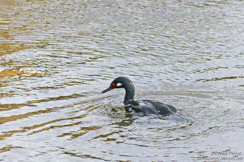 Cormoran de Magellan mâle adulte, nage