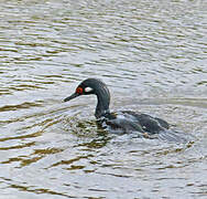 Rock Shag