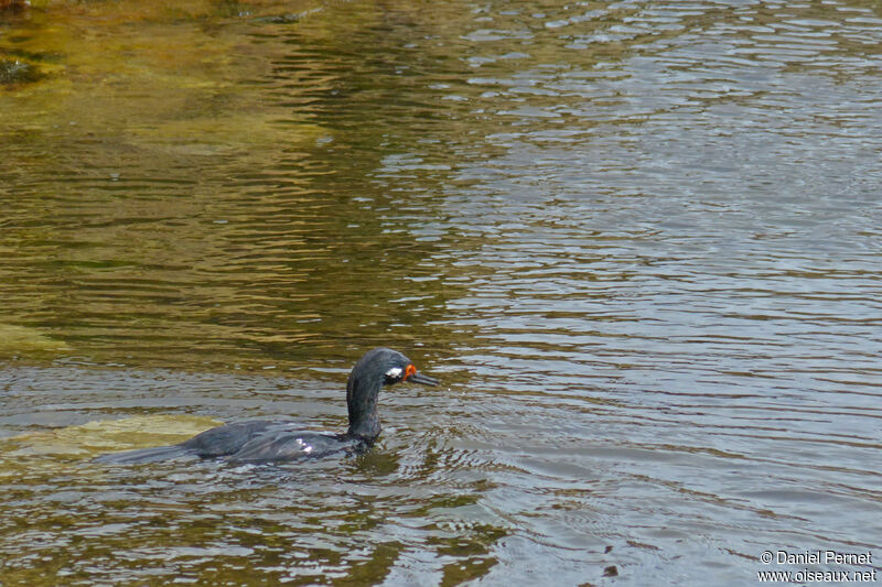 Cormoran de Magellan mâle adulte, nage