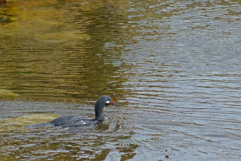 Cormoran de Magellan mâle adulte, nage