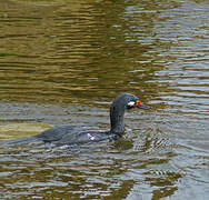 Rock Shag