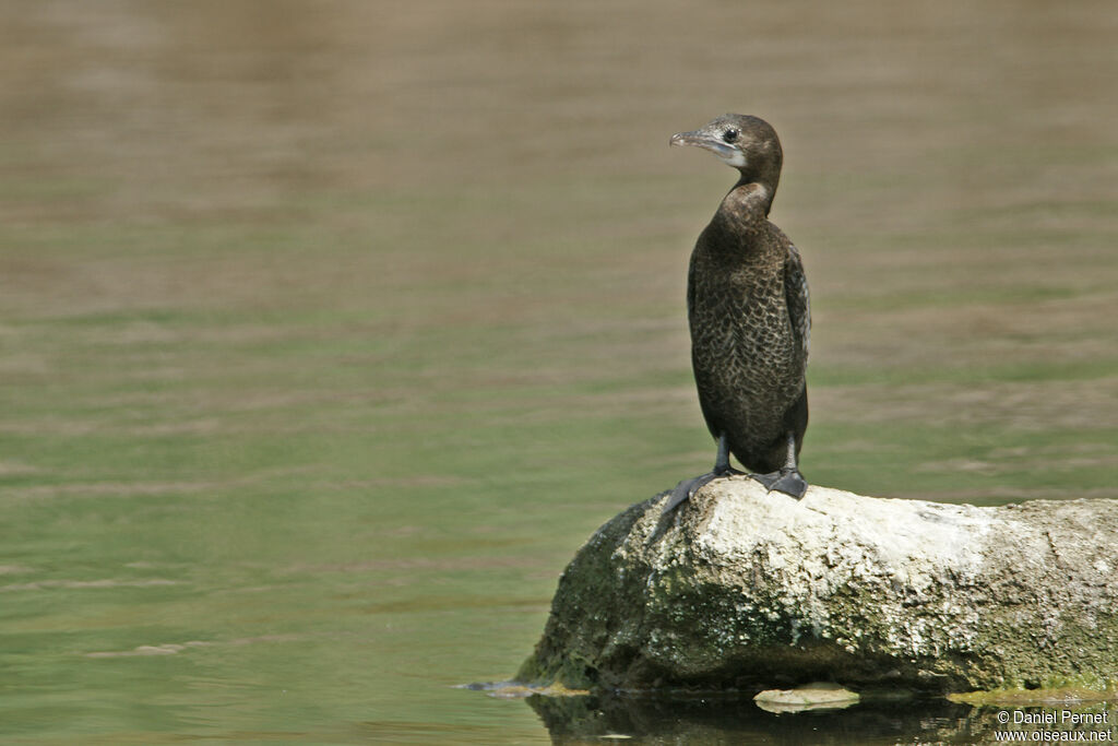 Little Cormorantadult