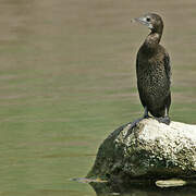 Little Cormorant