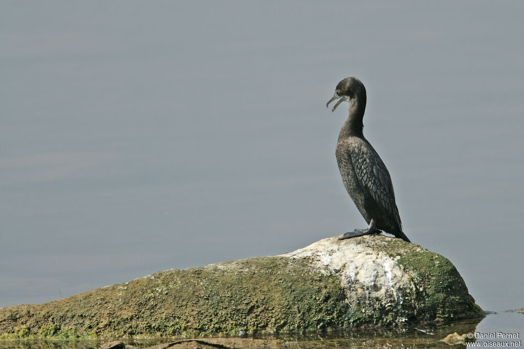 Cormoran de Vieillotadulte, identification