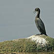 Cormoran de Vieillot