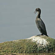 Little Cormorant