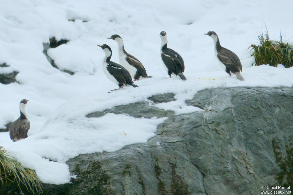 South Georgia Shagadult, walking