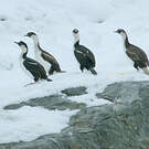 Cormoran géorgien