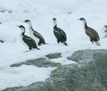 South Georgia Shag