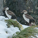 Cormoran géorgien