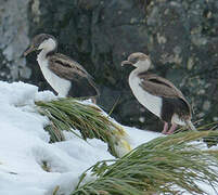 Cormoran géorgien