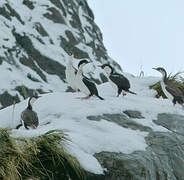 South Georgia Shag