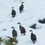 Cormoran géorgien