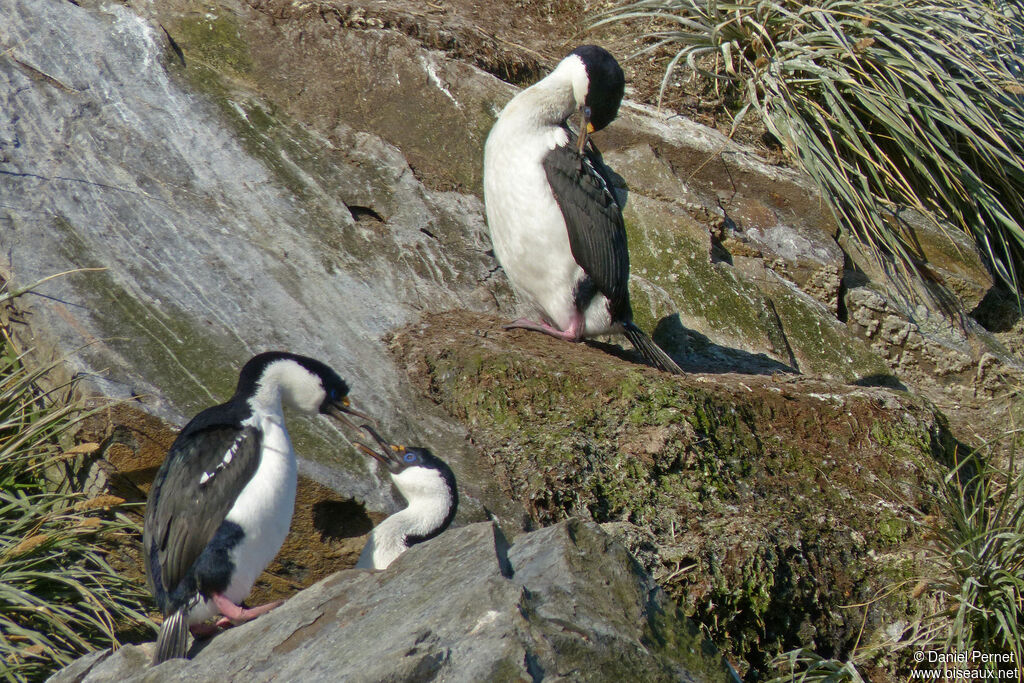 Imperial Shag, habitat