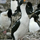 Cormoran impérial