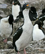 Imperial Shag