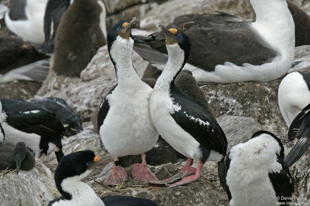 Imperial Shagadult, habitat, courting display